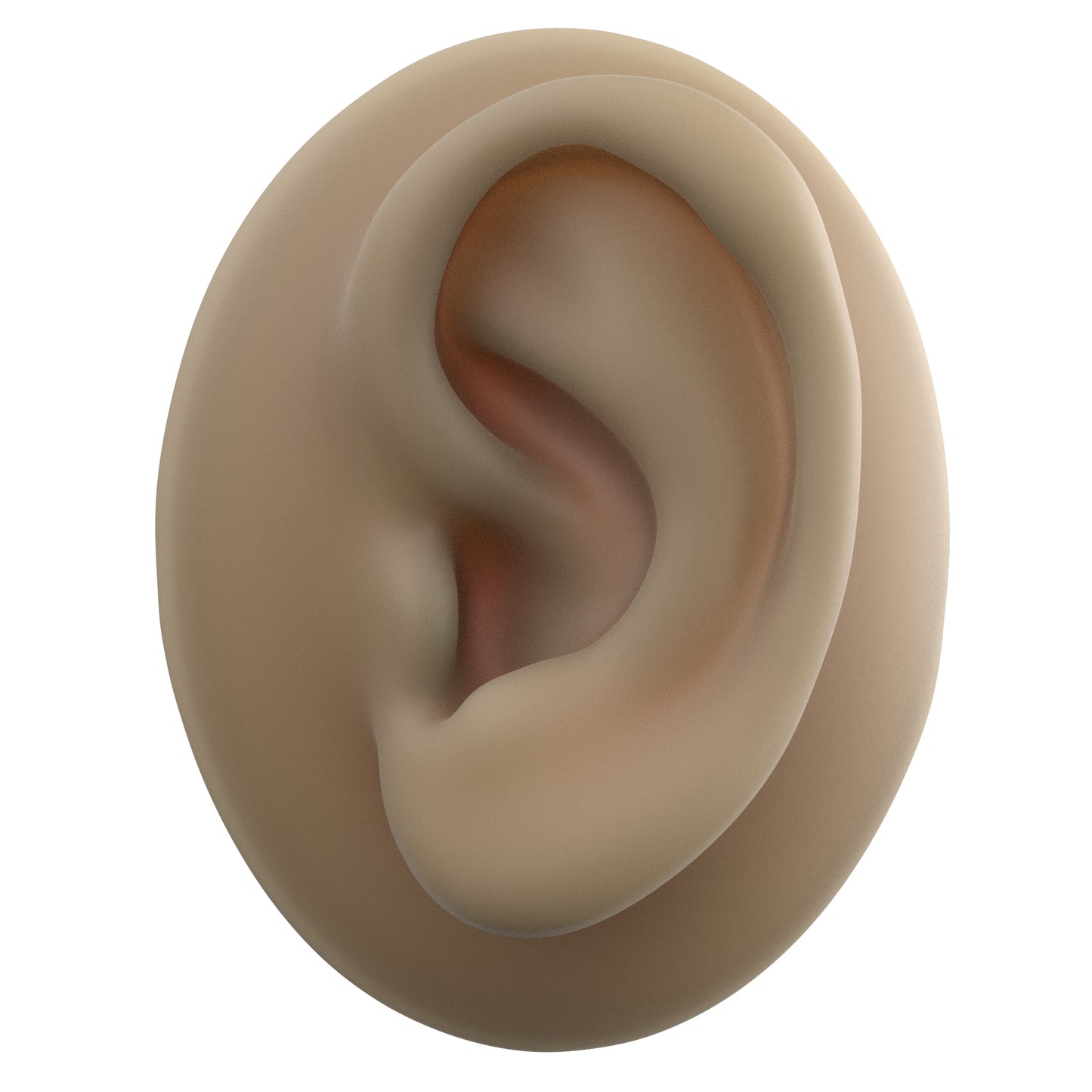 human ear