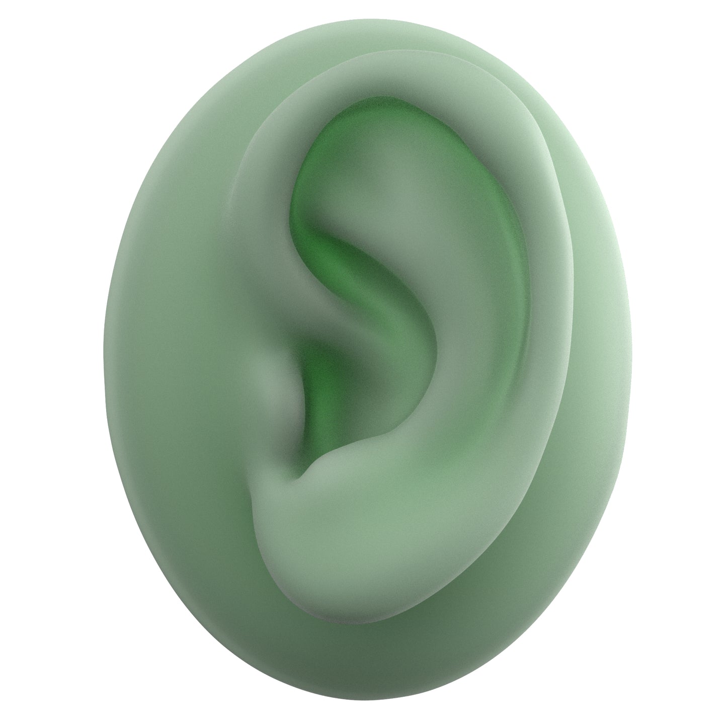 human ear