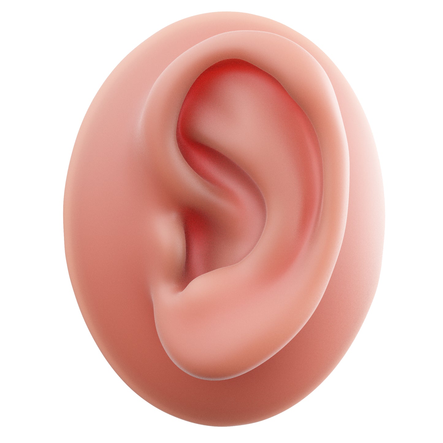 human ear