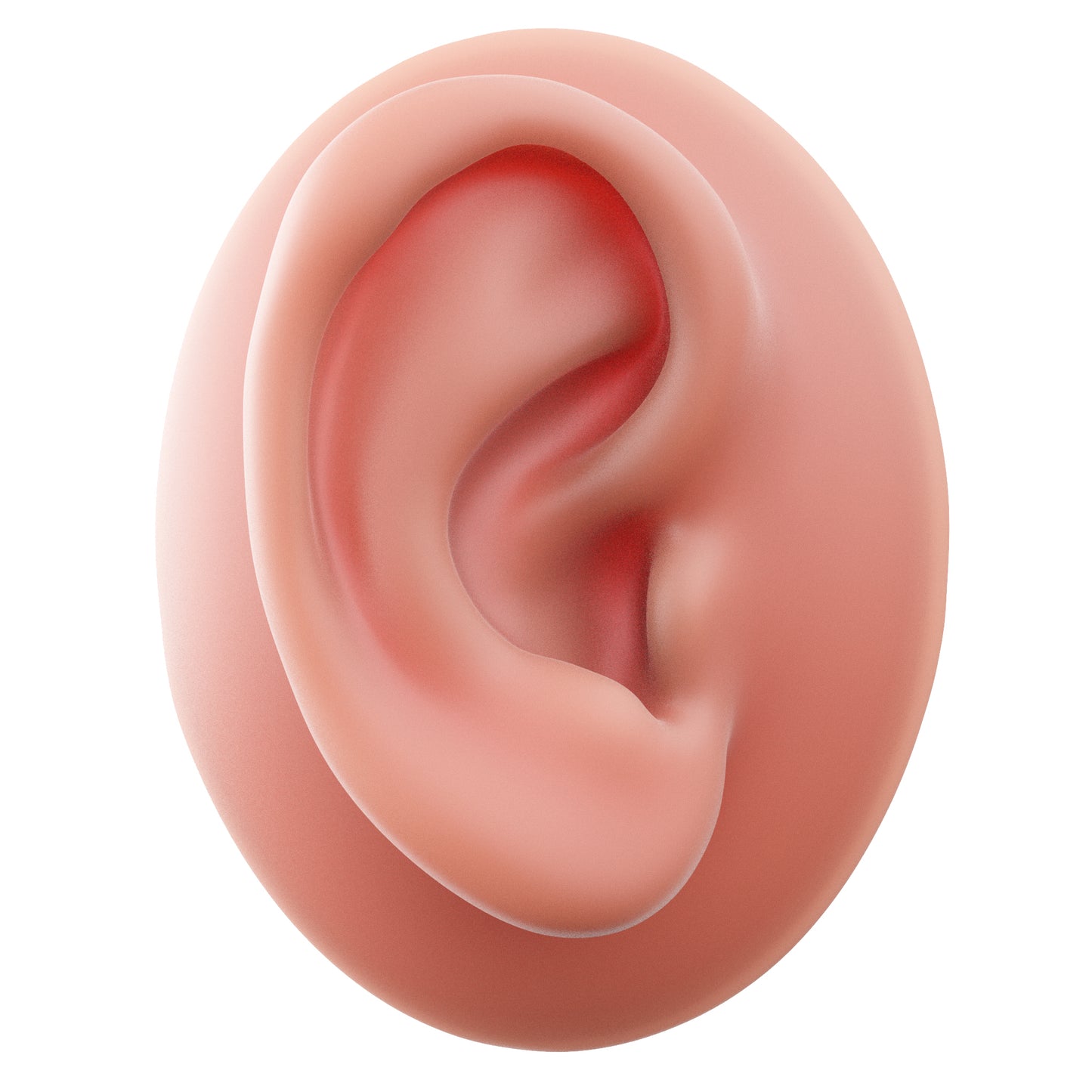 human ear