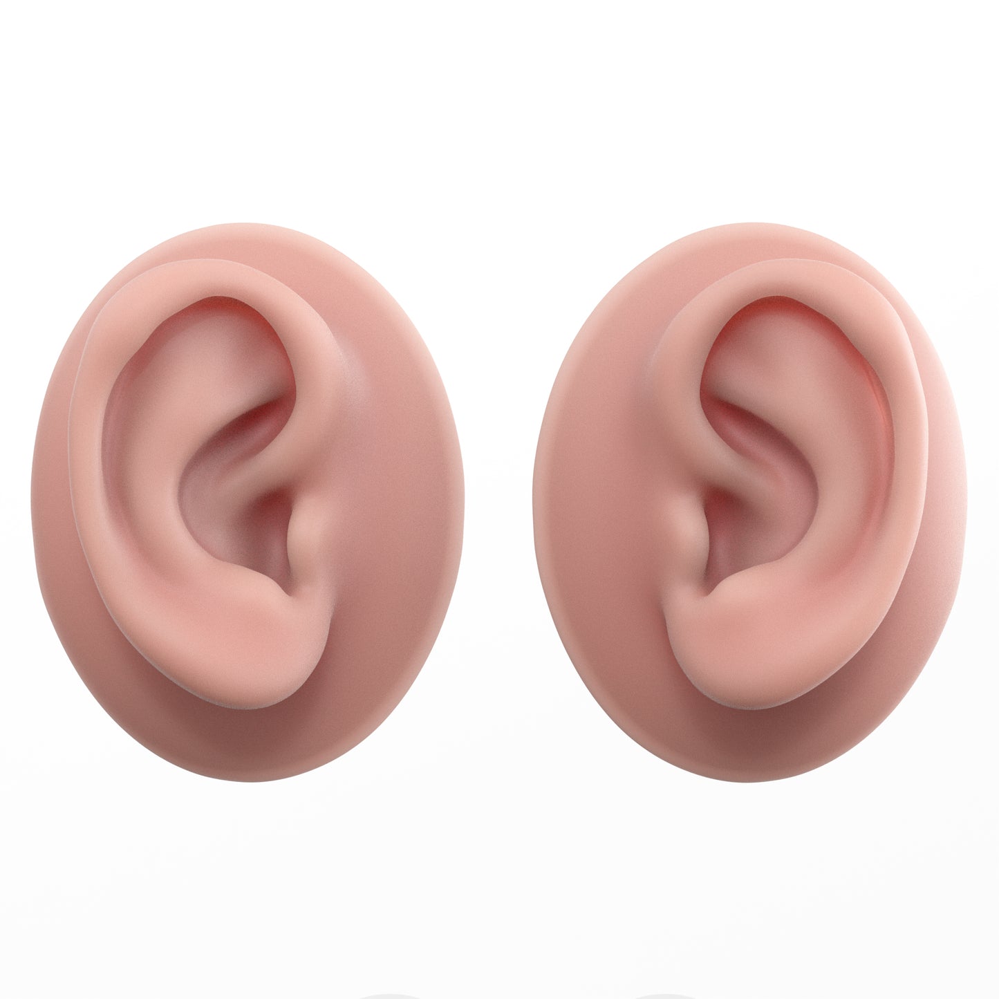 human ear