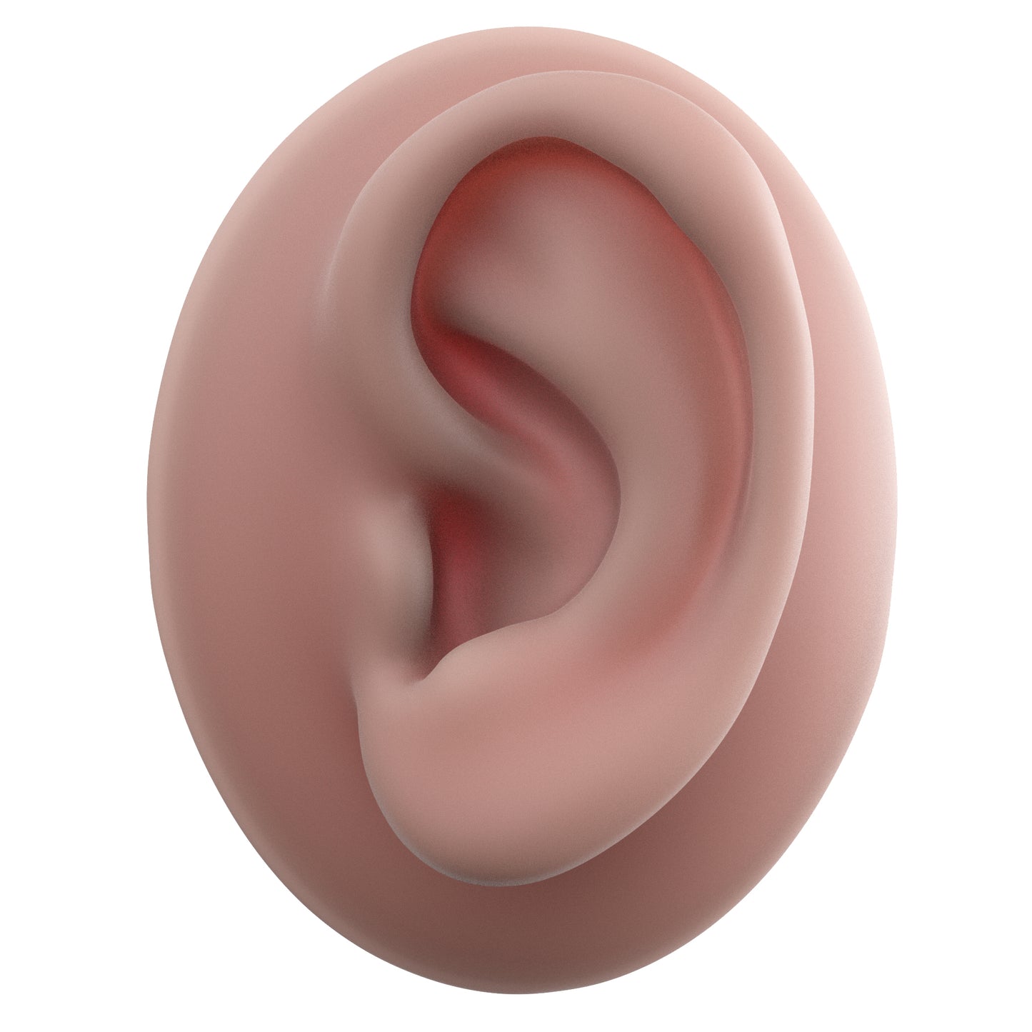 human ear