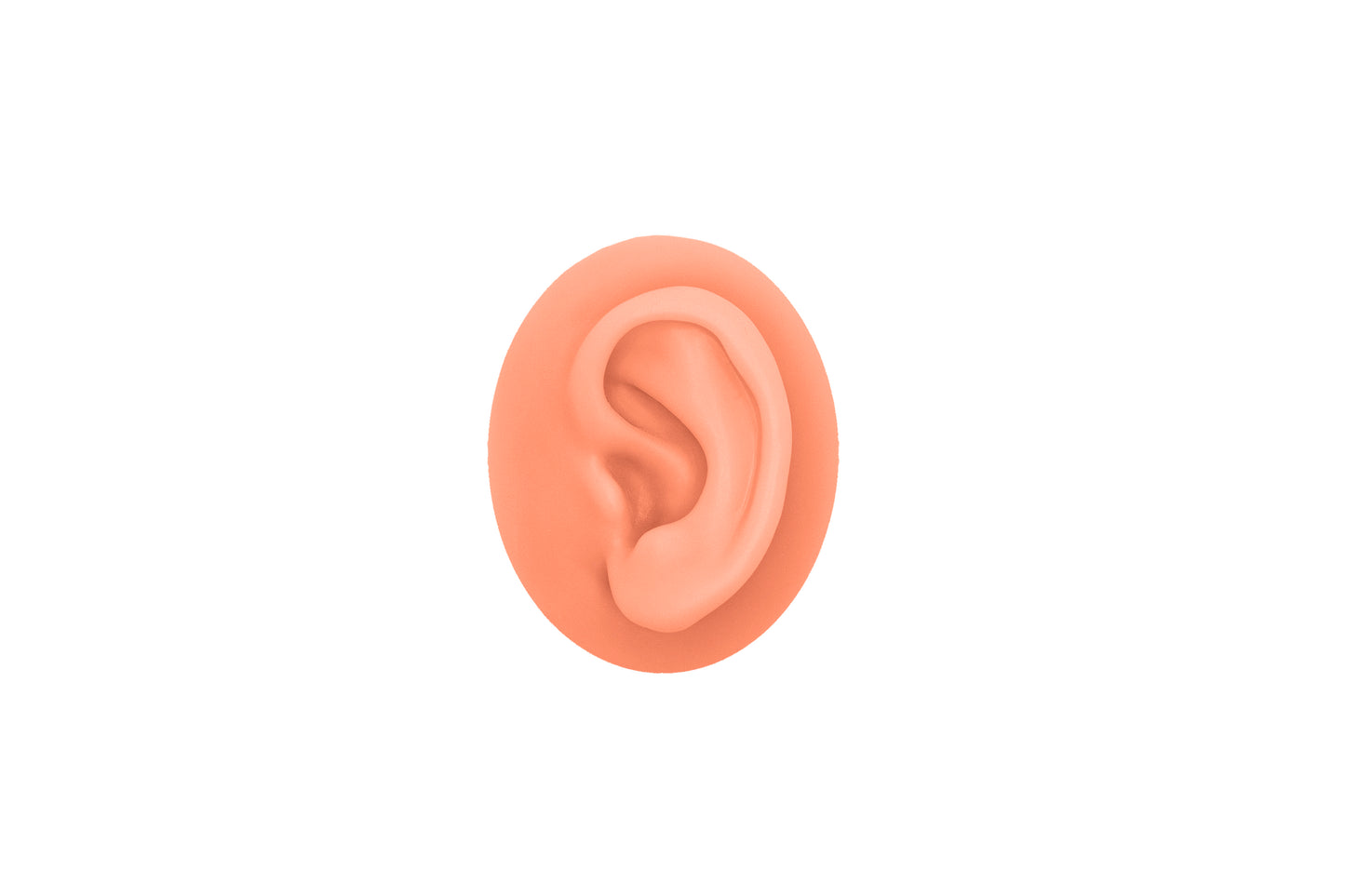 human ear