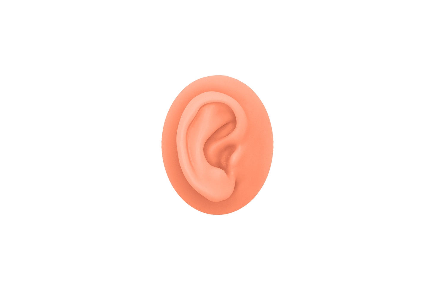 human ear