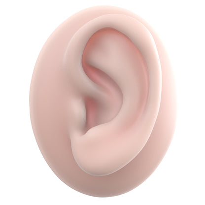 human ear