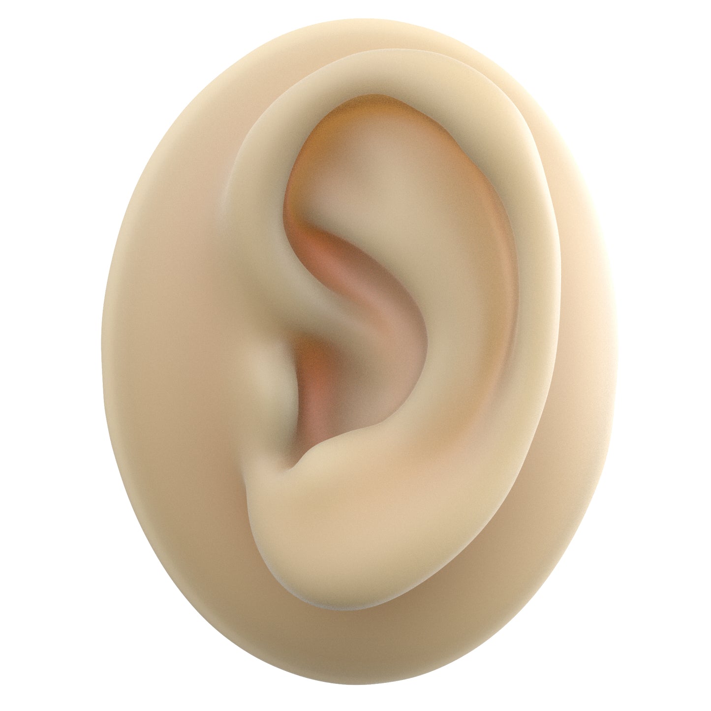 human ear