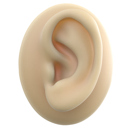 human ear