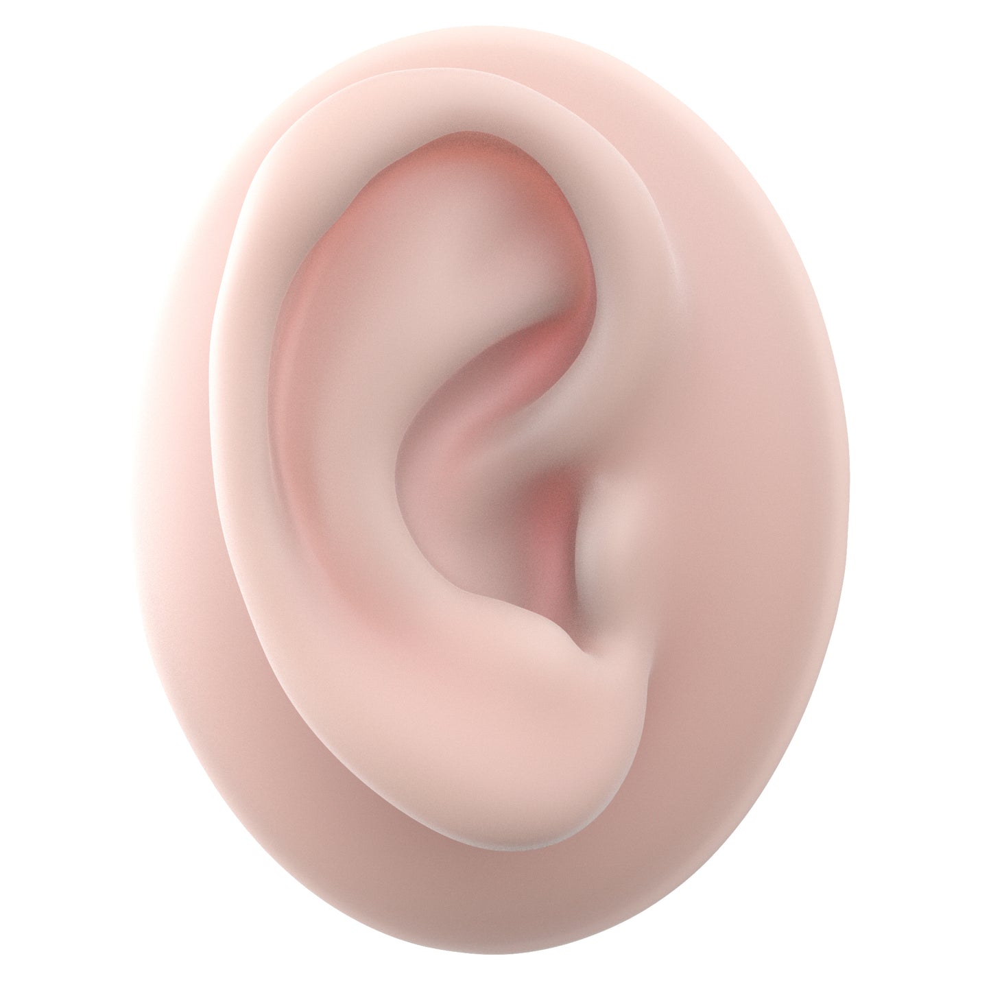 human ear
