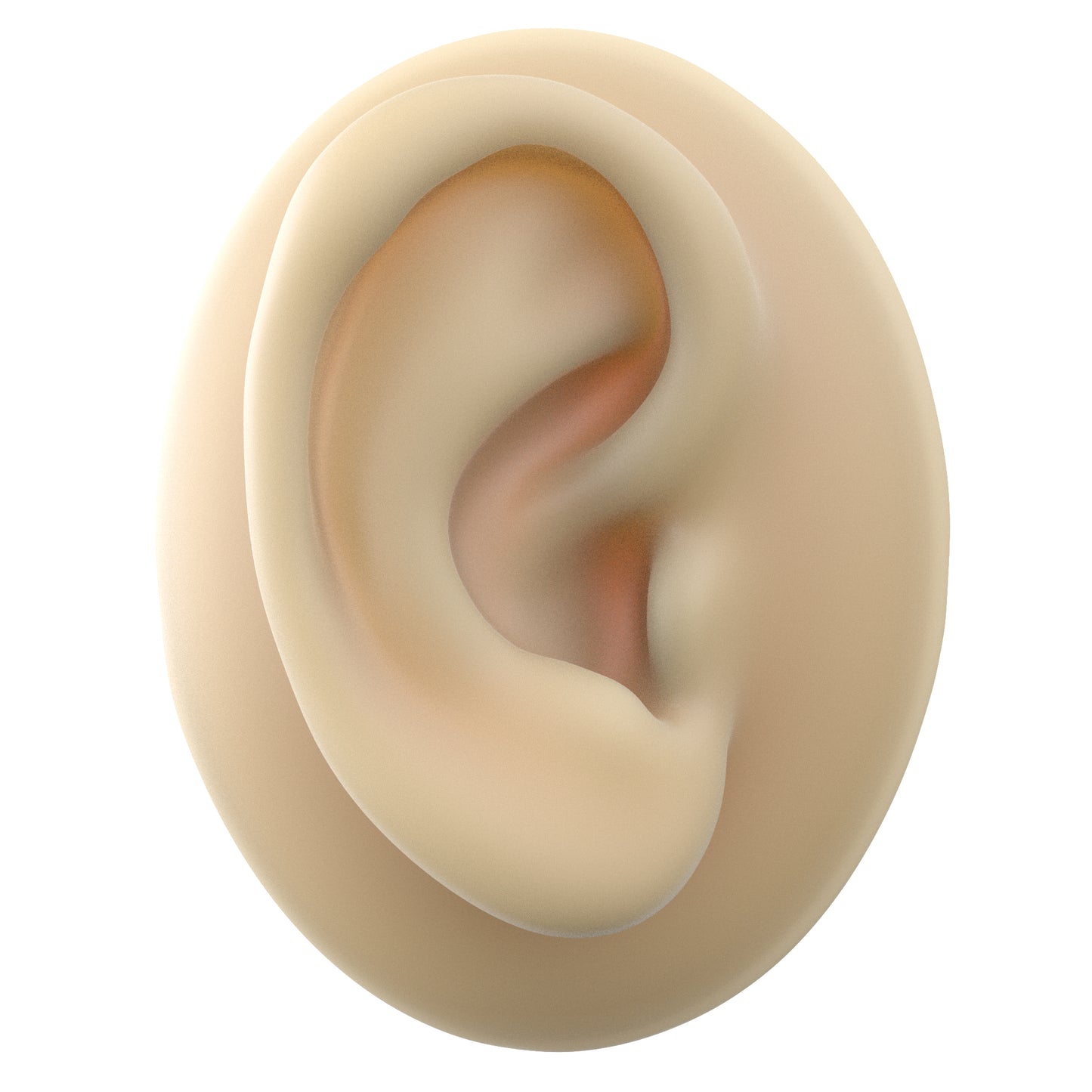 human ear