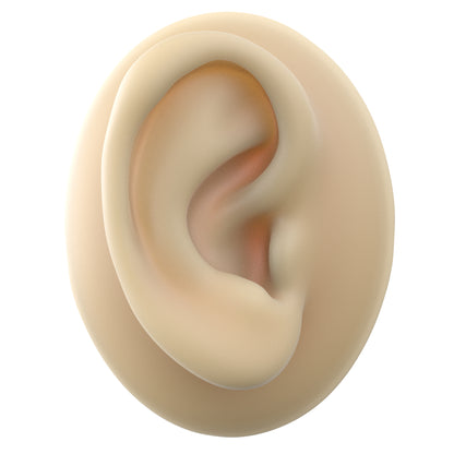 human ear