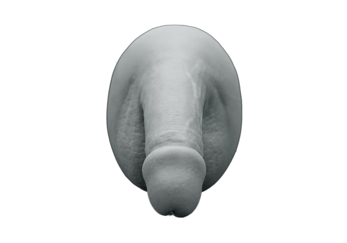 circumcised penis