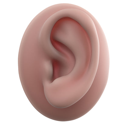 human ear